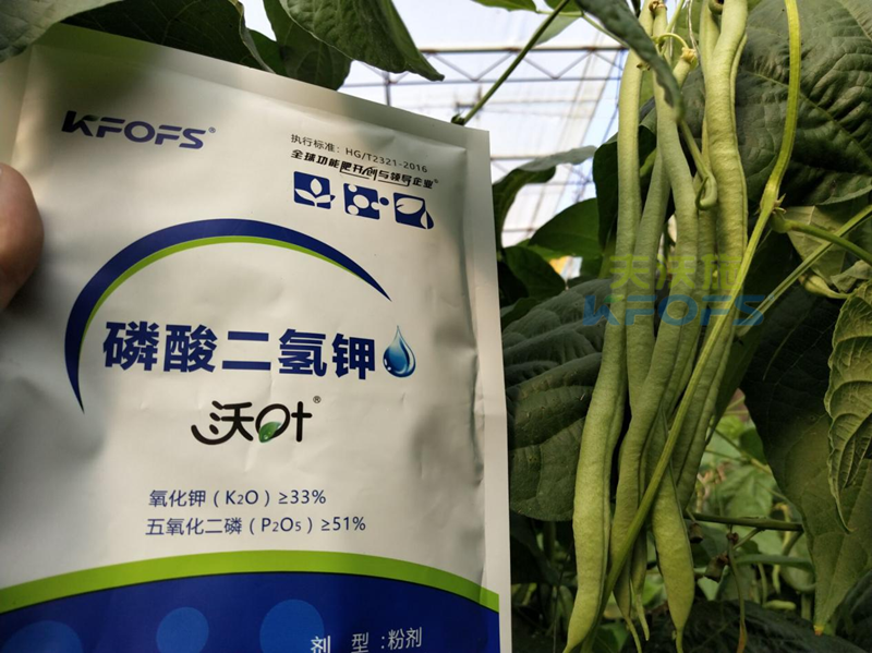 豆角開花期打什么葉面肥-沃葉磷酸二氫鉀1.png