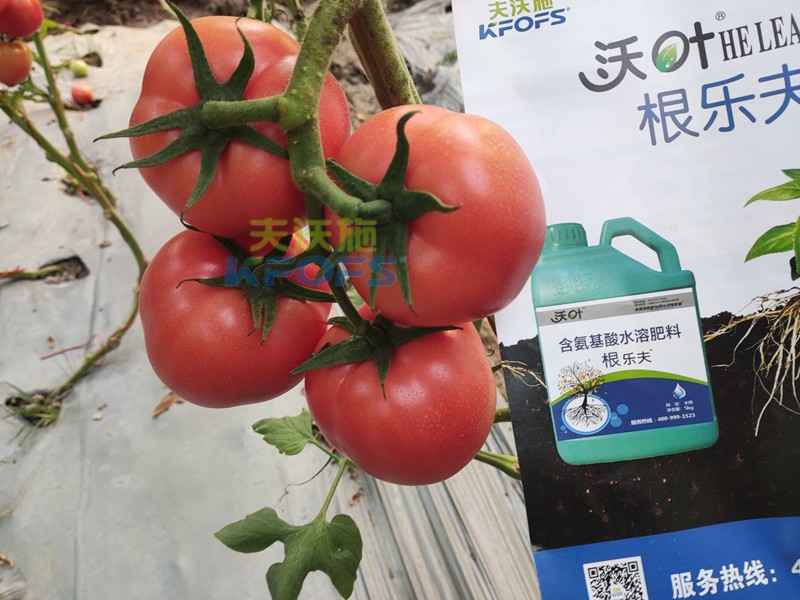 夫沃施水溶肥怎么樣？馮總告訴你答案