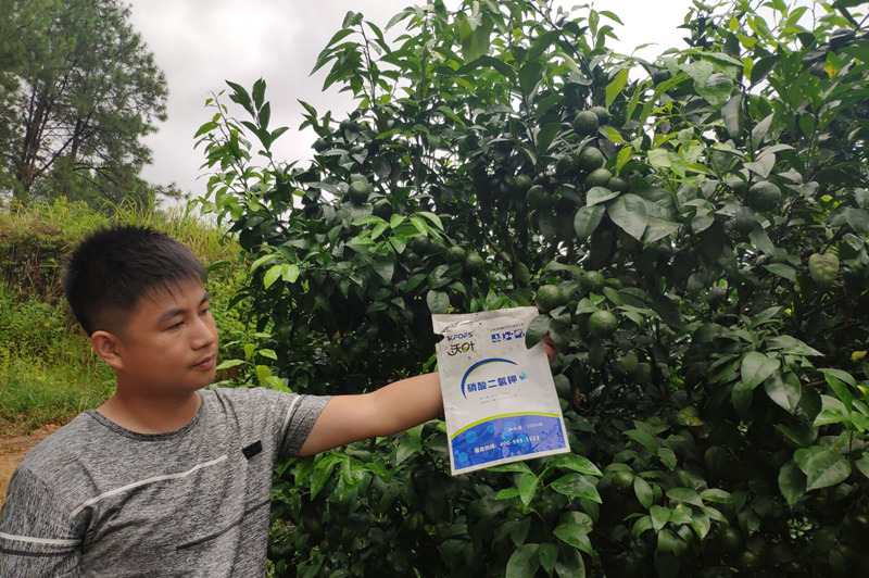 柑橘春季施肥技術(shù)與時(shí)間，都是干貨！