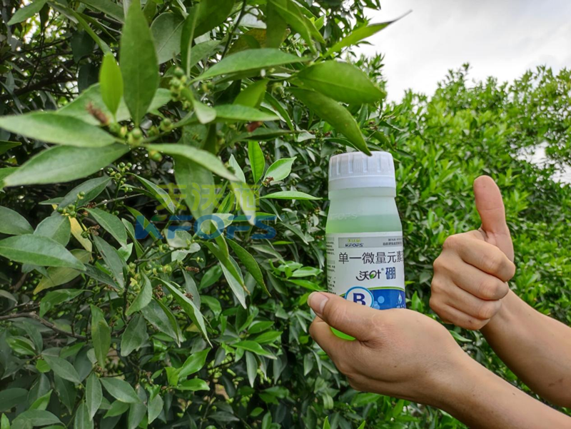 柑橘春季施肥技術(shù)與時(shí)間-沃葉硼肥.png