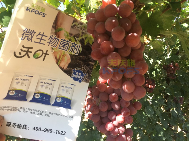 葡萄萌芽期施肥技術(shù)，很有必要一看！