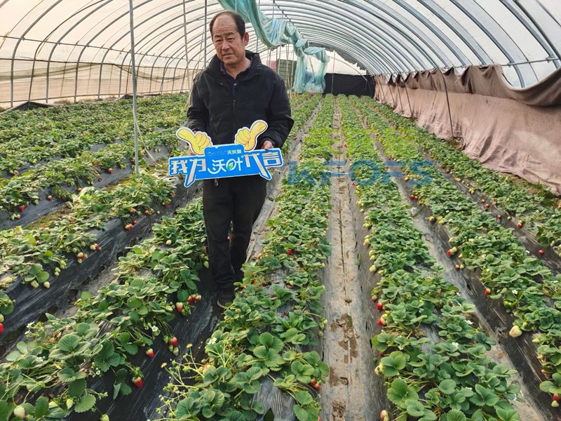 水溶肥廠家科普：草莓結(jié)果期死苗嚴(yán)重怎么辦？