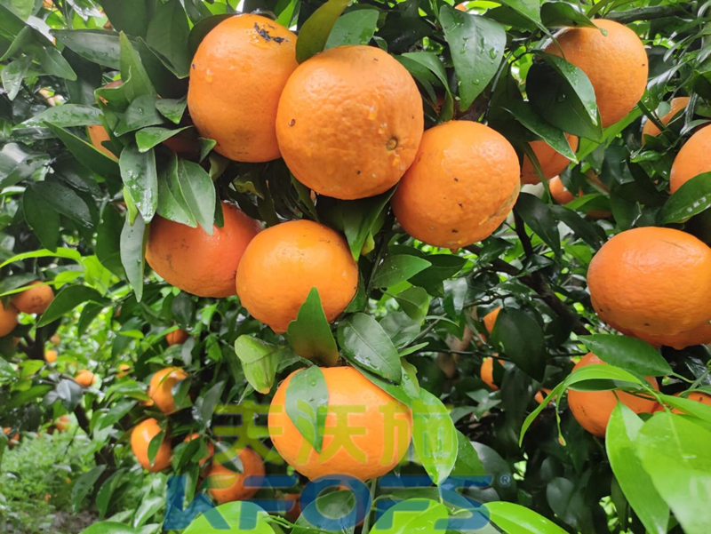 柑橘壯果肥什么時(shí)候施好？