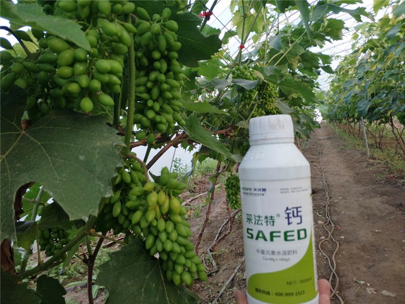 鈣肥-葡萄用采法特鈣肥效果.jpg
