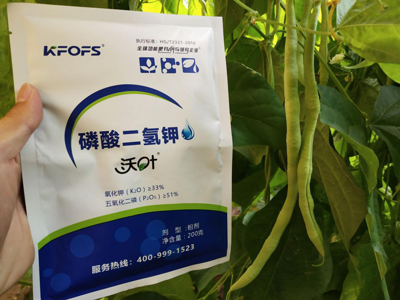磷酸二氫鉀-豆角沃葉磷酸二氫鉀效果.png