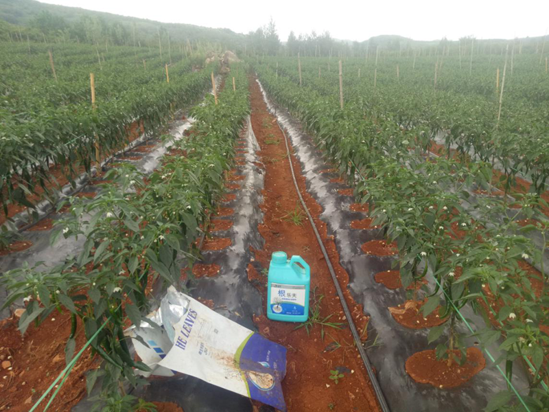 水溶肥-辣椒用沃葉根樂(lè)夫+微生物菌劑效果.png