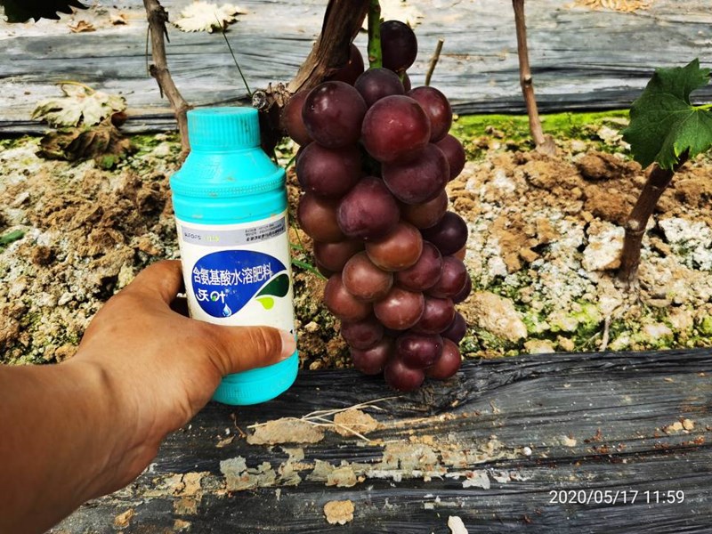葡萄施肥用水溶肥效果為什么這么好！