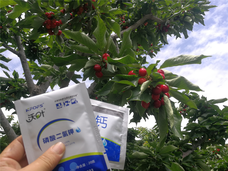 櫻桃種植管理過程中，?；ū９宕蠹夹g(shù)要點