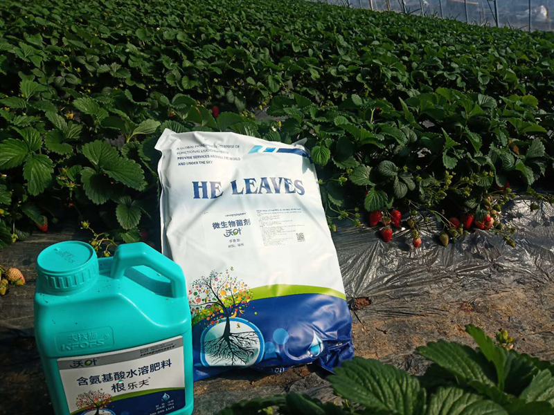 草莓種植面對土壤問題，沃葉水溶肥顯奇效