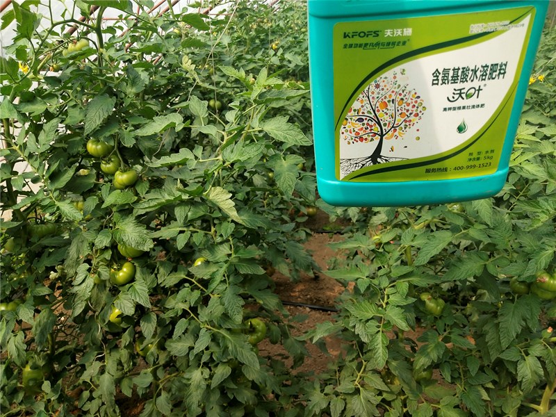 番茄用什么水溶肥膨果快 番茄用什么水溶肥膨果快