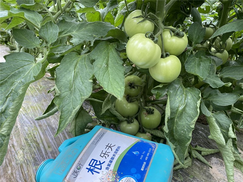 西紅柿掛果后還追水溶肥嗎? 西紅柿掛果后還追水溶肥嗎?