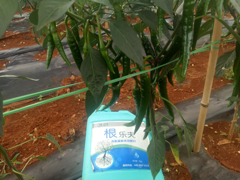 生根劑-辣椒用沃葉根樂(lè)夫生根劑效果.png