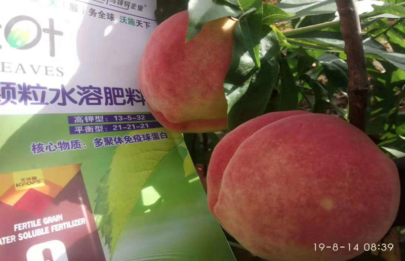 水蜜桃怎么種植,提高品質,實現(xiàn)創(chuàng)富 水蜜桃怎么種植,提高品質,實現(xiàn)創(chuàng)富