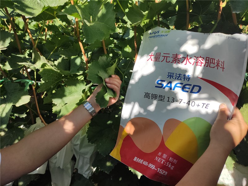 葡萄用什么水溶肥能提前上市? 葡萄用什么水溶肥能提前上市?