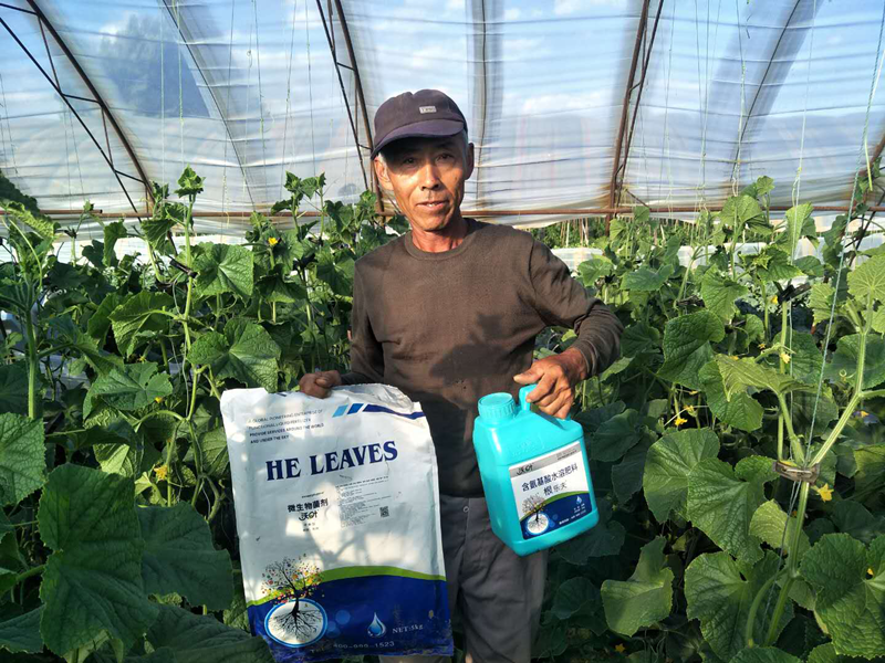 黃瓜沖施水溶肥效果好嗎 黃瓜沖施水溶肥效果好嗎