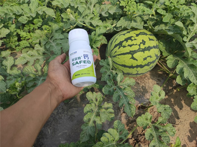 磷酸二氫鉀-西瓜用采法特磷酸二氫鉀效果1.jpg