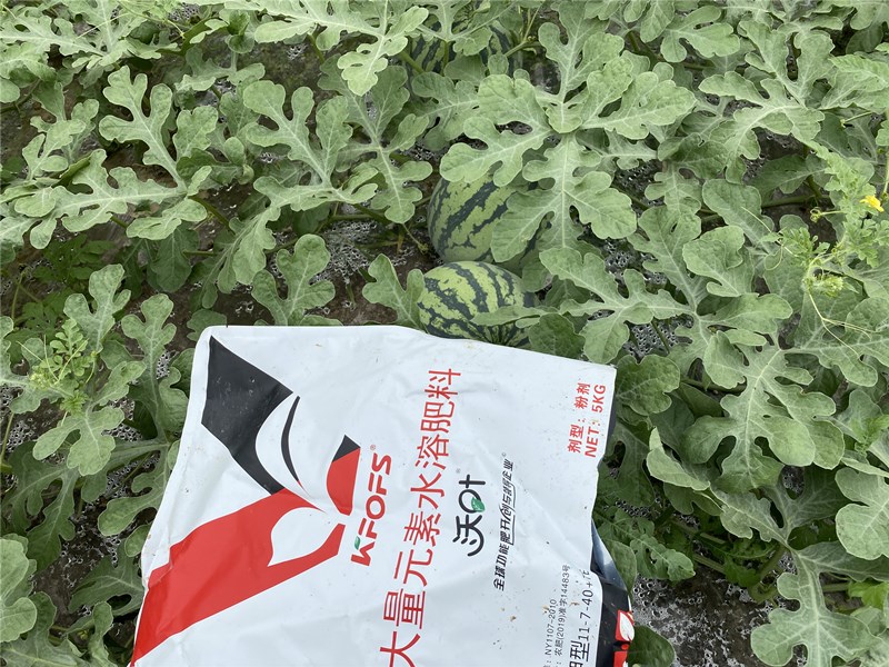 西瓜沖施什么水溶肥品質才會好
