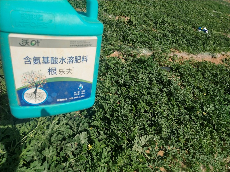生根劑-西瓜用根樂(lè)夫生根劑水溶肥效果1.jpg
