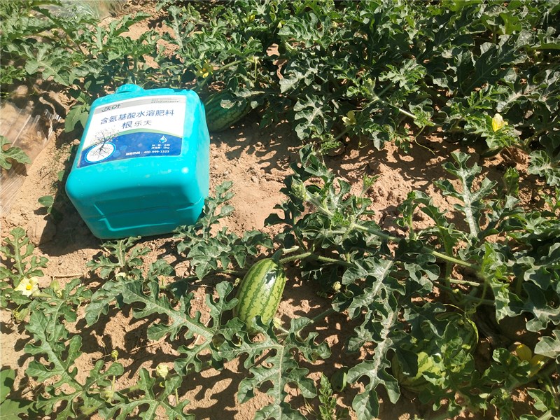 生根劑-西瓜用根樂(lè)夫生根劑水溶肥效果.jpg