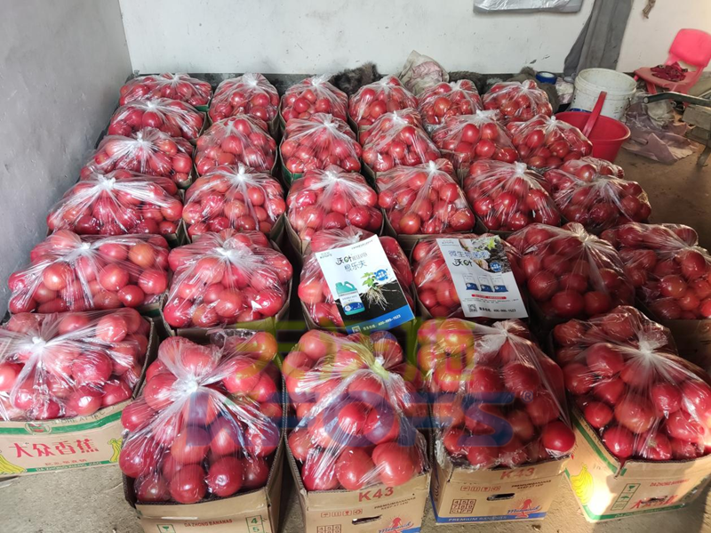 番茄早春管理辦法？你知道嗎？