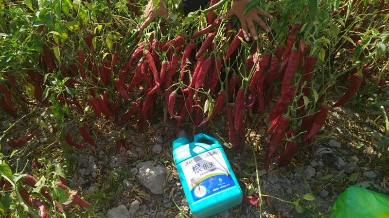 水溶肥-辣椒用沃葉根樂(lè)夫效果.jpg