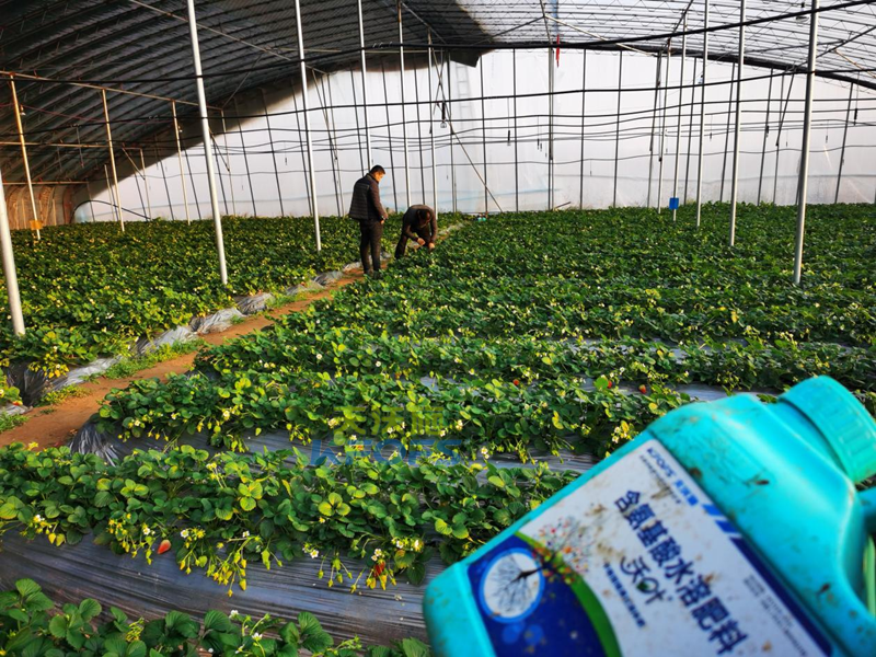 沖施肥早春怎么選？你知道嗎？