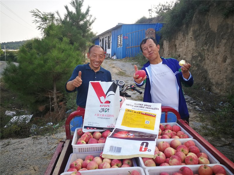 水溶肥-蘋果施用沃葉大量元素水溶肥效果.jpg