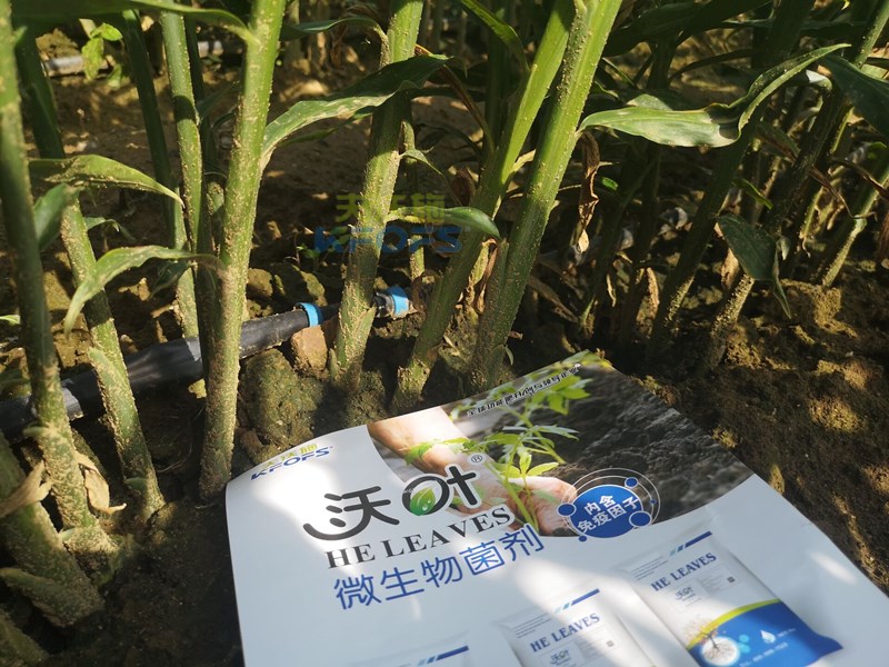 大姜施肥有方法，這樣施肥準(zhǔn)高產(chǎn)