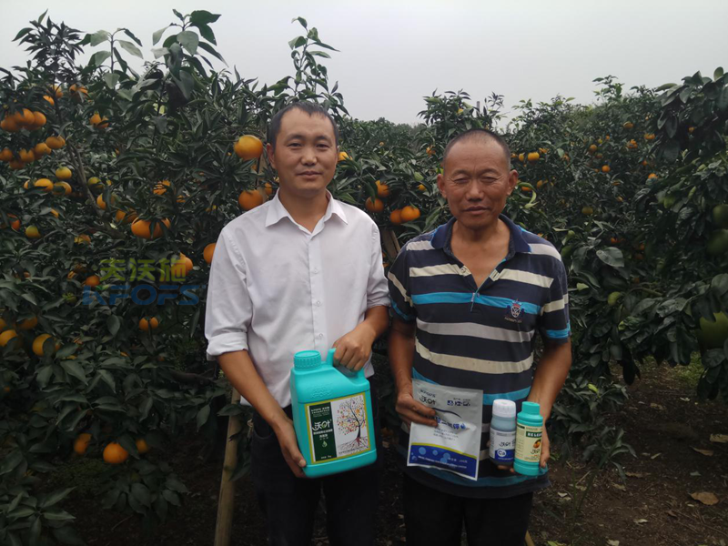 廣西多雨季節(jié)，果園災(zāi)后應(yīng)該這樣修復(fù)