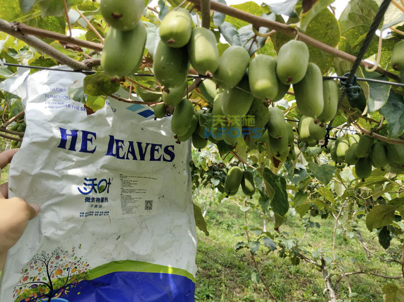 菌劑如何在獼猴桃上用？