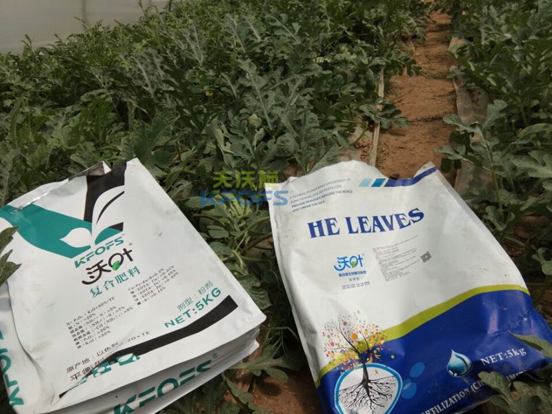 水溶肥作用多，西瓜這樣施肥準(zhǔn)沒錯(cuò)