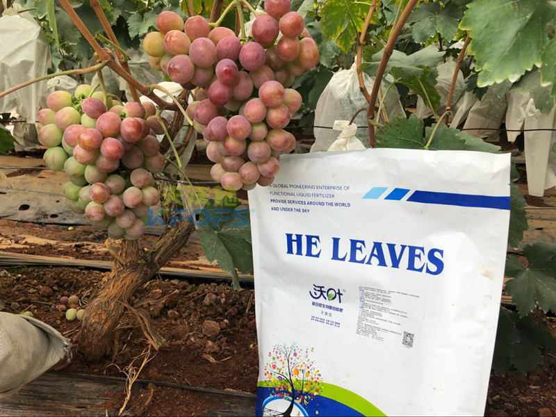 微生物菌劑-葡萄用沃葉微生物菌劑效果.png