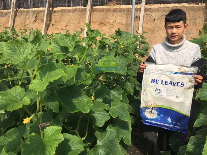 水溶肥-黃瓜施用沃葉水溶肥效果.png
