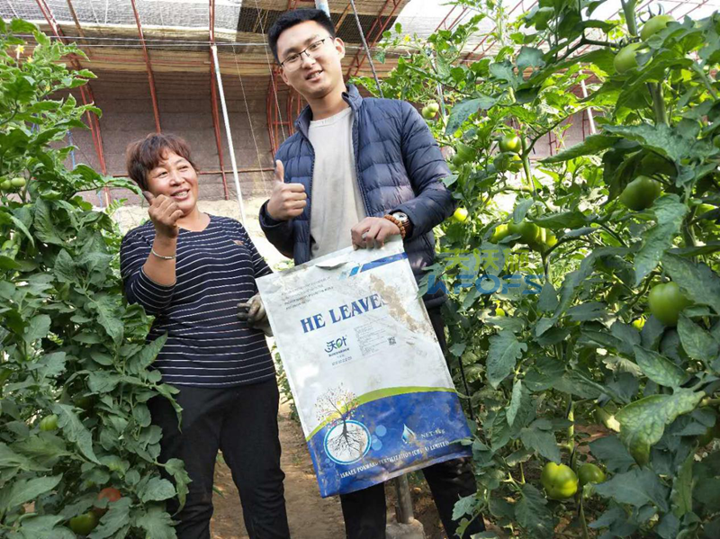 暖棚西紅柿出現(xiàn)結(jié)果少的原因？