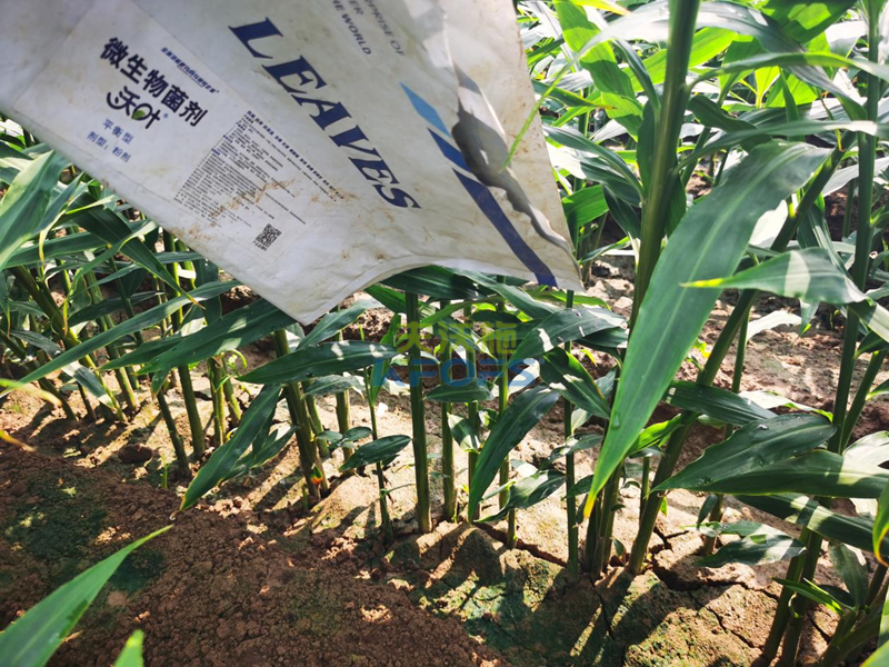 大姜生長前期如何施肥-沃葉微生物菌劑.png