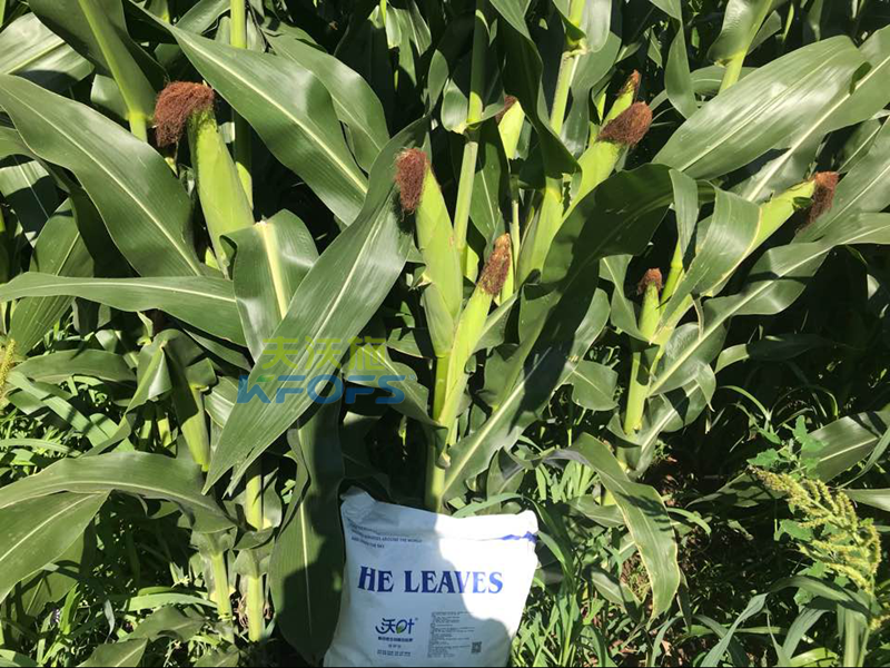 玉米為什么要使用葉面肥，怎么使用？