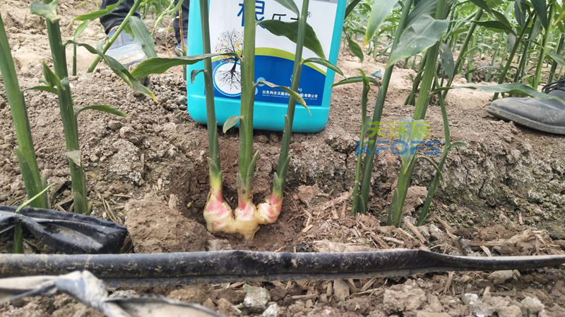 什么品牌的生根劑生根效果好？