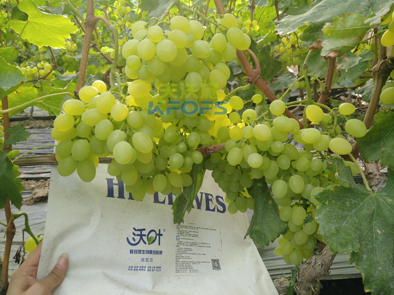 菌肥-葡萄用沃葉水溶肥效果.png
