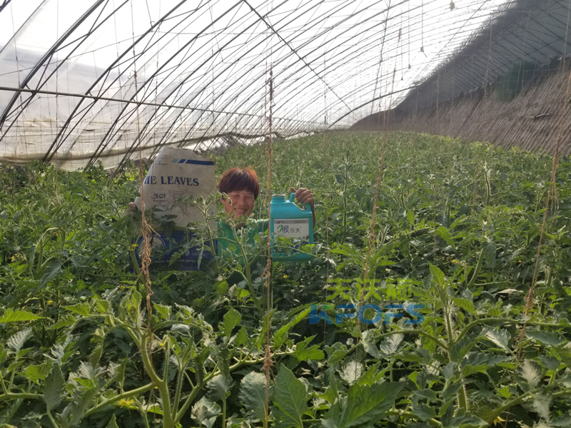 菌肥-西紅柿用沃葉微生物菌劑效果.png