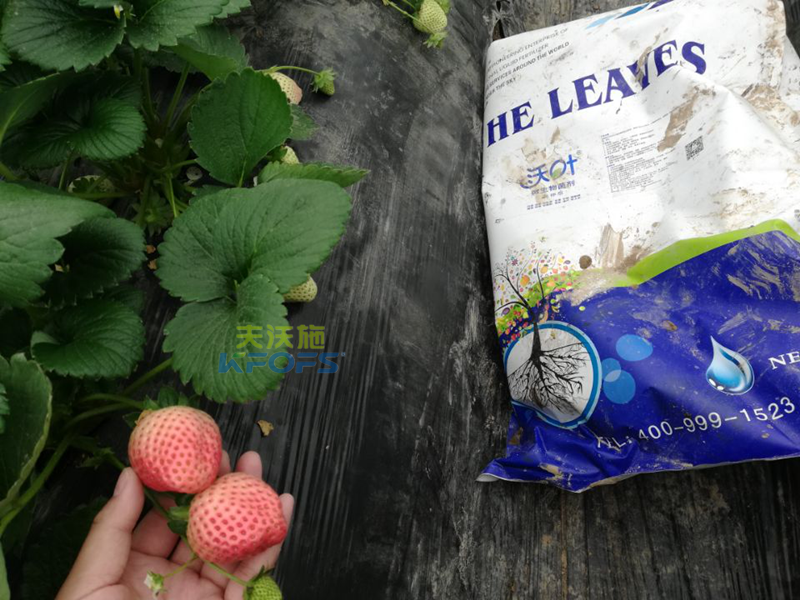 水溶肥-草莓用什么肥料好？