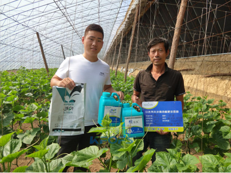 冬季溫室大棚黃瓜管理重點——養(yǎng)根壯秧！