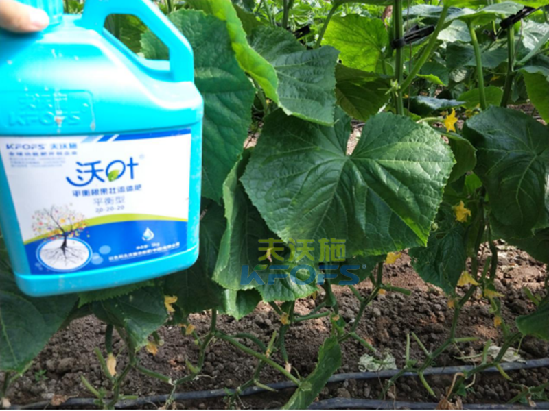 水溶肥-黃瓜用沃葉水溶肥效果1.png
