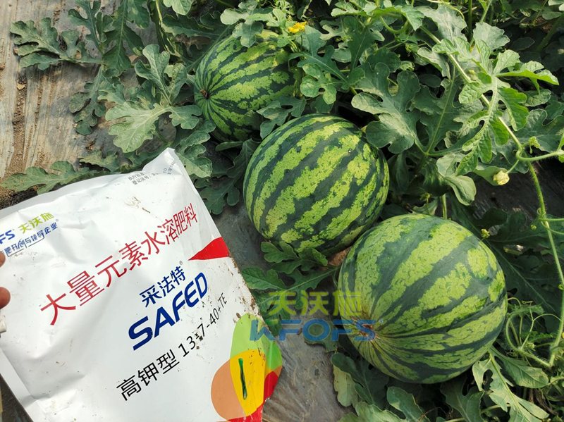 種西瓜用什么肥料好？附全生育期施肥方案！