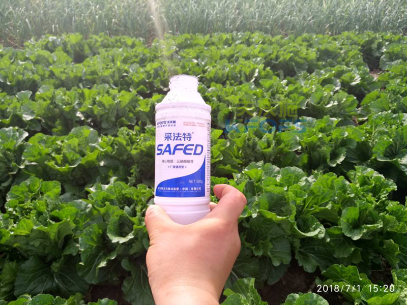 葉面肥-青菜用采法特水溶肥效果.png