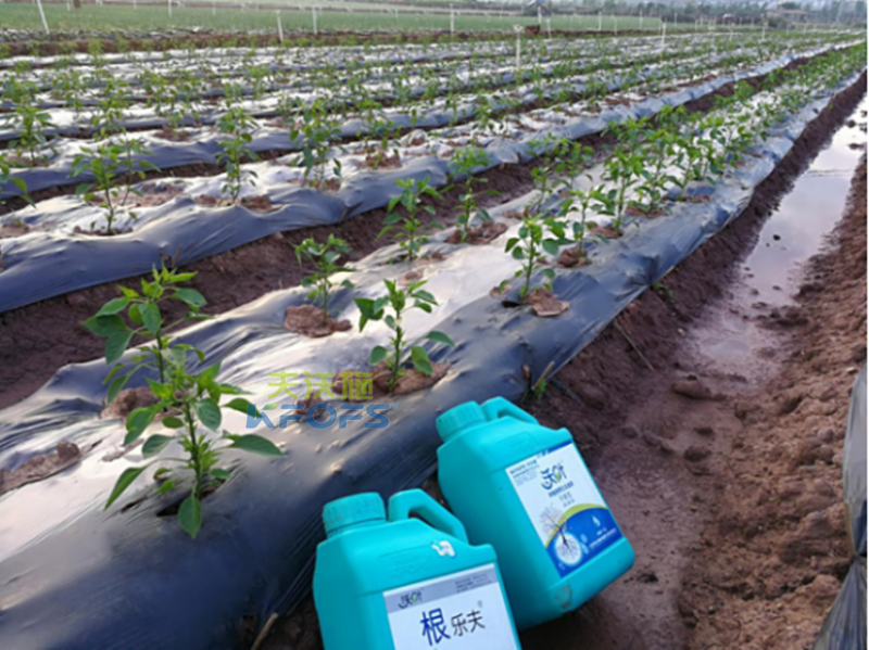 辣椒用什么沖施肥好？