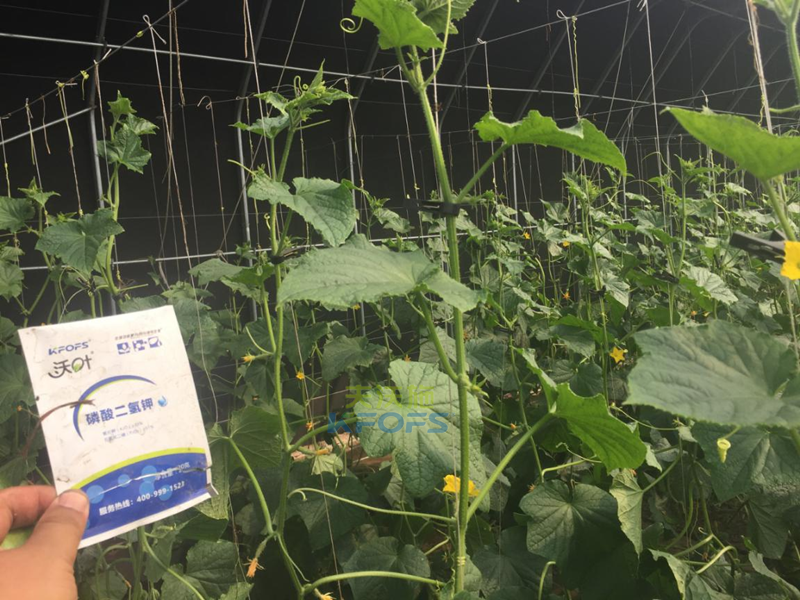 黃瓜噴什么葉面肥莖桿粗壯？