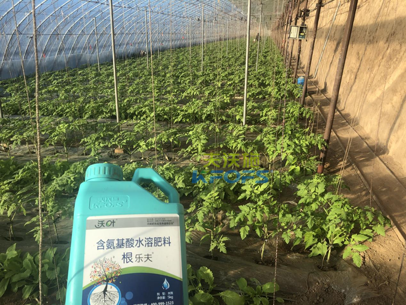 西紅柿苗期施什么肥比較好？