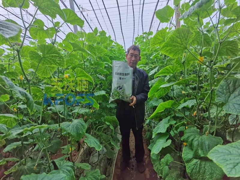 水溶肥-黃瓜用雙十一復合微生物肥料.jpg