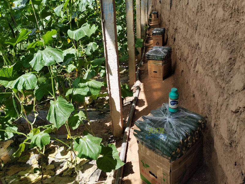 黃瓜打什么葉面肥黑綠？