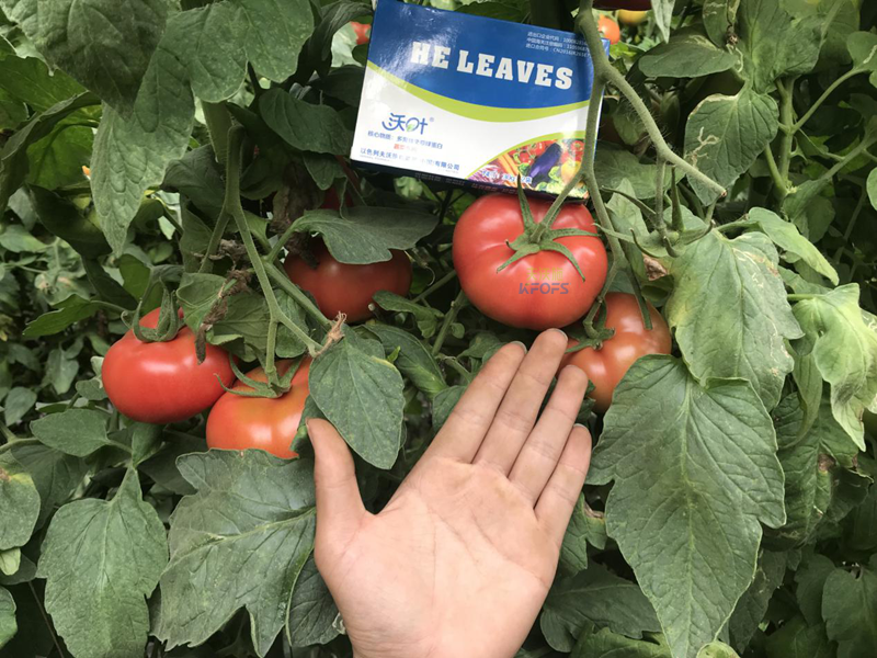 鈣肥的作用？-沃葉西紅柿1.png